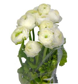 Ranunculo azuur white 45 - RANELEWHI