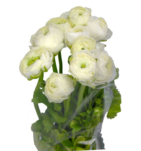 Ranunculo azuur white 45 - RANELEWHI
