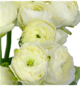 Ranunculo azuur white 45 - RANELEWHI