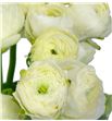 Ranunculo azuur white 45 - RANELEWHI1