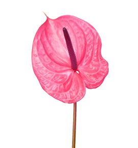 Anth candy x16 - ANTCAN