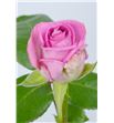 Rosa aqua 60 - RAQU1