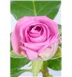 Rosa aqua 60 - RAQU2