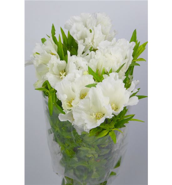 Godetia blanca - GODBLA