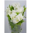 Godetia blanca - GODBLA