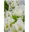 Godetia blanca - GODBLA1