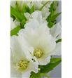 Godetia blanca - GODBLA2