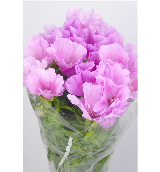 Godetia malva - GODMAL