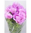 Godetia malva - GODMAL