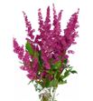 Astilbe fanal 70 - ASTFAN
