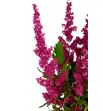 Astilbe fanal 70 - ASTFAN2