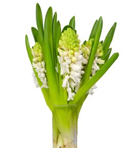 Jacinto aiolos 32 - HYAAIO