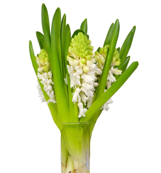 Jacinto aiolos 32 - HYAAIO