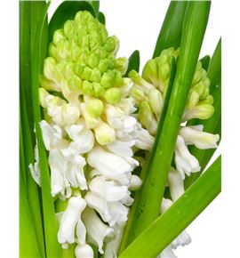 Jacinto aiolos 32 - HYAAIO