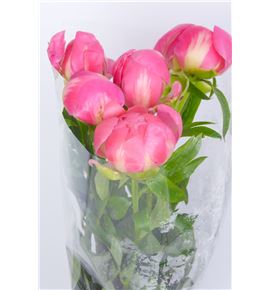 Paeonia coral charm x5 55 - PAECORCHAH