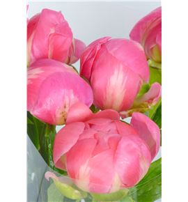 Paeonia coral charm x5 55 - PAECORCHAH