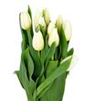 Tulipan agrass white 36 - TULAGRWHI