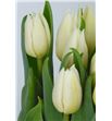 Tulipan agrass white 36 - TULARGWHI1