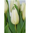 Tulipan agrass white 36 - TULARGWHI2