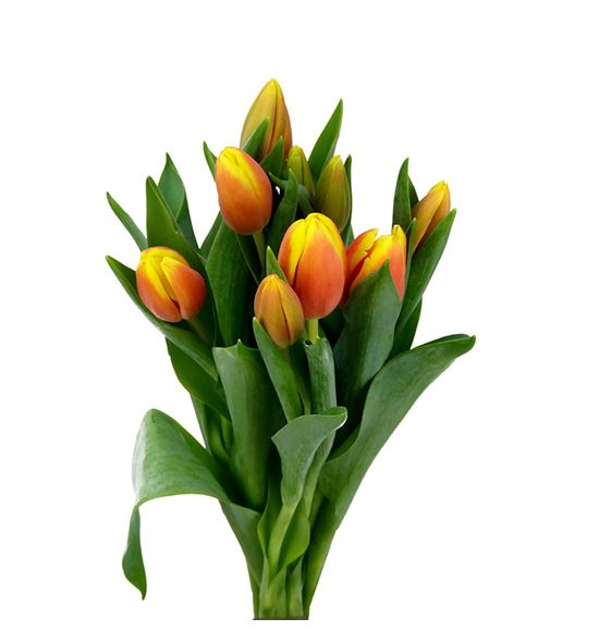 Tulipan ms li 42 - TULMSLI