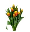 Tulipan ms li 42 - TULMSLI