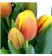 Tulipan ms li 42 - TULMSLI1