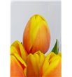Tulipan ms li 42 - TULMSLI2