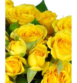 Rs ramificada yellow babe 60 - RTRYELBAB