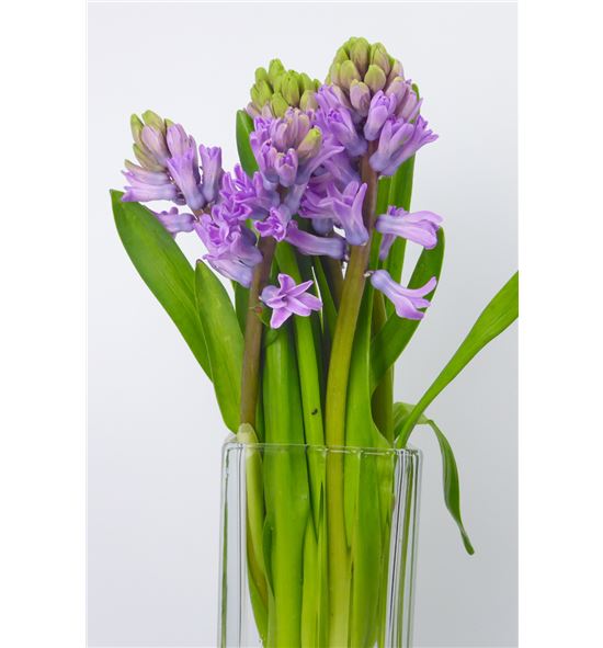 Jacinto splend cornelia 32 - HYASPLCOR