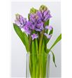 Jacinto splend cornelia 32 - HYASPLCOR
