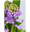 Jacinto splend cornelia 32 - HYASPLCOR2