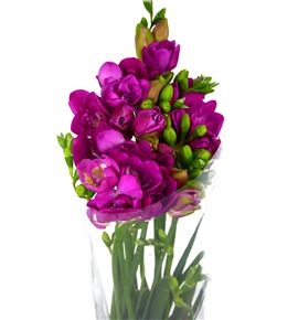 Fresia purple rain 52 - FREPURRAI