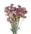 Astrantia star africa 70 - ASTSTAAFR