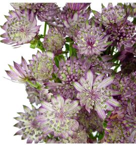 Astrantia star africa 70 - ASTSTAAFR