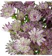 Astrantia star africa 70 - ASTSTAAFR1