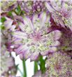 Astrantia star africa 70 - ASTSTAAFR2