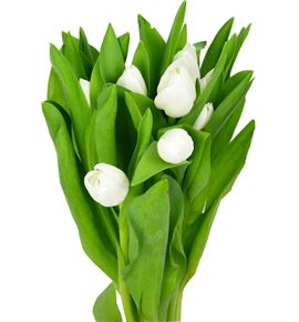 Tulipan royal virgin 30 - TULROYVIR