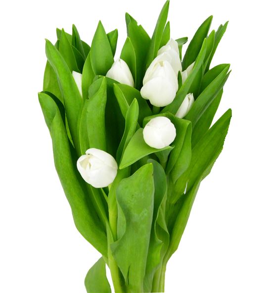 Tulipan royal virgin 30 - TULROYVIR