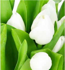 Tulipan royal virgin 30 - TULROYVIR