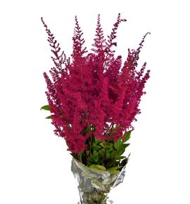 Astilbe paul gaärder 55 - ASTPAUGAA