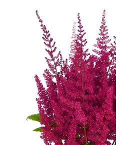 Astilbe paul gaärder 55 - ASTPAUGAA