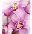 Cymbidium candy x9 - CYMBCAN2