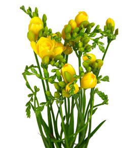 Fresia soleil 50 - FRESOL