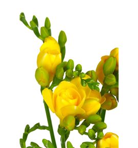 Fresia soleil 50 - FRESOL