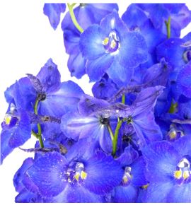 Delph volkerfried 100 - DELATL