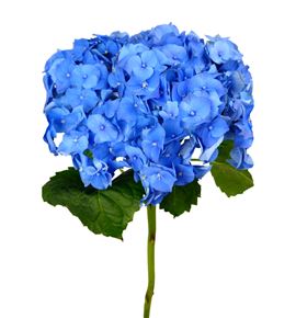 Hydr bela blue 60 - HYDBELBLU