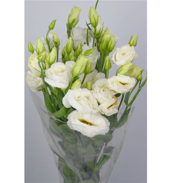 Lisianthus croma white 75 - LISCROWHI
