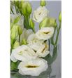 Lisianthus croma white 75 - LISCROWHI1