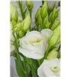 Lisianthus croma white 75 - LISCROWHI2