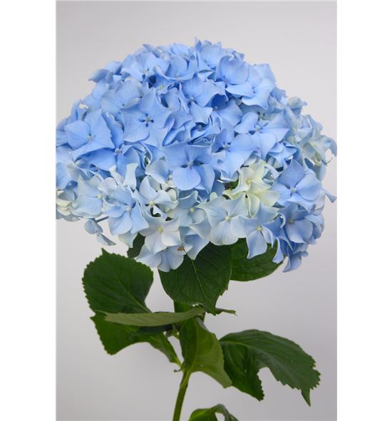 Hydr fabulous blue lagune 60 - HYDFABBLULAG